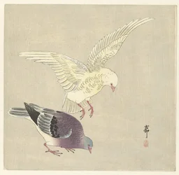 Deux pigeons