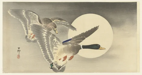 Deux canards sous la pleine lune