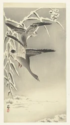 Deux oies des neiges dans un paysage enneigé