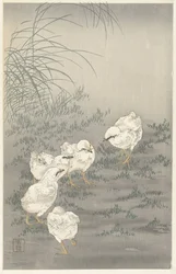 Cinq poussins