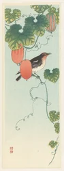 Oiseau chanteur dans une plante de concombre