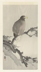 Aigle de mer sur une branche