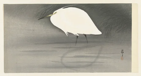 Aigrette