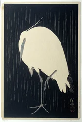 Aigrette sous la pluie
