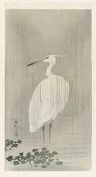Héron argenté sous la pluie