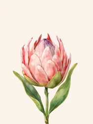 Fleur de protéa rose