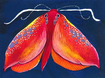 Papillon de nuit coloré