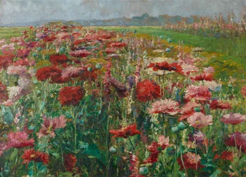 Coquelicots en fleurs