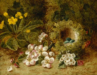 Fleurs de pommier, une primevère et un nid d