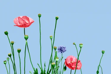 Papaveri rosa, 2019 (technique mixte numérique)