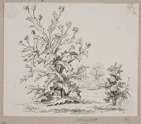 Le chardon et la rose