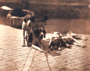 Chiens de chasse, vers 1853 (épreuve au sel)
