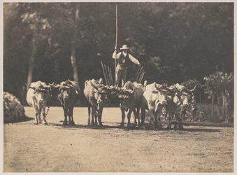 Équipe de six bœufs avec leur conducteur, vers 1853