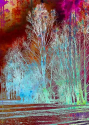 Une forêt surréaliste et colorée