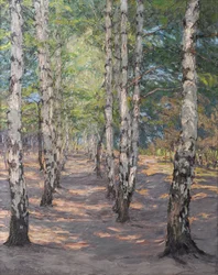 Chemin de bouleaux sur le Heller près de Dresde