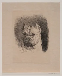 Une tête de chien