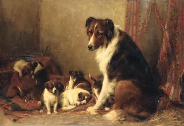 Un Colley avec ses Chiots