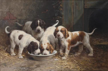 Chiots Saint Bernard buvant du lait