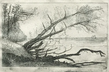 Vieux sycomore, 1877
