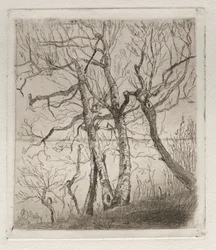 Bois au bord du lac
