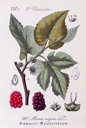 Feuilles et fruits de mûrier noir (Morus nigra), illustration de Otto Wilhelm Thome, extrait de Flora von Deutschland, Osterreich und der Schweiz