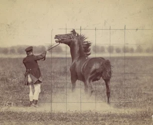 Cheval, 1884