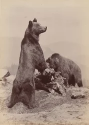 [Deux ours]