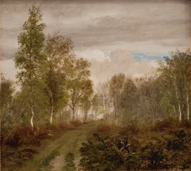 Bouleaux sur Læsø après la pluie