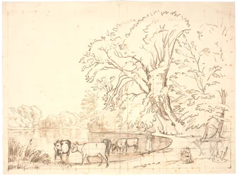 Vaches près d