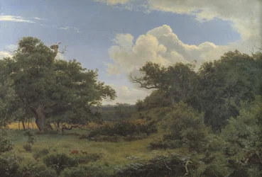 Chênes dans la forêt de Nordskoven près de Jægerspris, Zélande