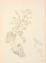 Plantes de rumex