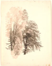 Étude du sommet de quelques hêtres