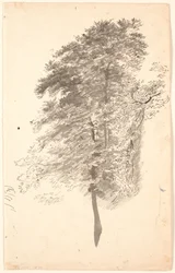 Étude de grands arbres élancés avec feuillage