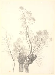 Étude de saules taillés