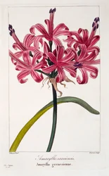 Amaryllis A. sarniensis
