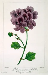Pelargonium, pub. 1836