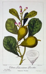 Peretta Lemon, pub. 1836