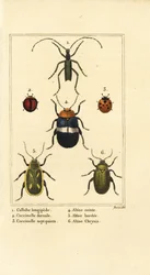Callidium longipes 1, coccinelles, Jauravia dorsalis 2, Coccinella septempunctata 3, altises, Altica cincta 4, Altica emarginata 5, et Altica chrysis 6
