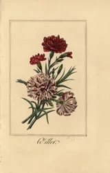 Œillet, Dianthus caryophyllus
