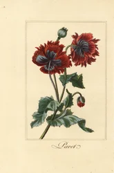 Variété hybride de pavot, Papaver rhoeas