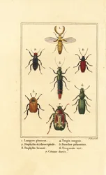 Lampyre, staphylin érythroptère 2, espèce de staphylin 3, Ampedus sanguineus 4, Silpha pedemonta 5, Temnoscheila virescens 6, et cétoine dorée, Cetonia aurata 7