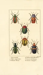 Chrysomèles : Smaragdina limbata 1, Clytra laeviuscula 2, Cryptocephalus 3,4, Crioceris solani 5 et Chrysomela campestris 6