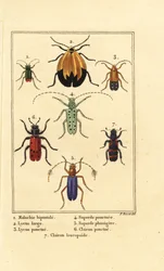 Coléoptère malachite, Malachius bipustulatus 1, coléoptères à ailes en filet, Lycus melanurus 2, Lycus punctatus 3, Saperda punctata 4, Saperda 5, Trichodes octopunctatus 6 et Trichodes apiarius 7