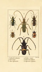 Cantharide officinale, Lytta vesicatoria 1, clyte bélier, Clytus arietis 2, Altica equinoctialis 3, Clytra quadripunctata 4, longicornes, Chlorida festiva 5 et Trachyderes succinctus 6