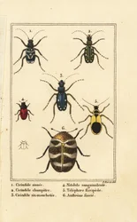 Cicindèles, Cicindela sinuata 1, Cicindela campestris 2, Cicindela sexguttata 3, Nitidula sanguinolenta 4, anthrène bigarré, Telephore flavipede 5, Anthrenus verbasci 6