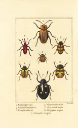 Charançons : Eudomychus striata 1, Calandra hemiptera 2, coléoptère de champignon plaisant, Erotylus 3, Chrysomela striata 4, Acalymma vittatum 5, Chrysomela arcuata 6 et Eumorphus marginata 7