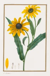 Suzanne aux yeux noirs, 1828-1835