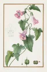 Botanique : Maurandia semperflorens, 1836