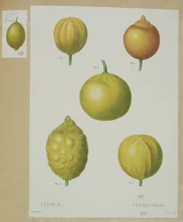 Citrons, gravé par Gabriel
