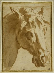 La tête et le cou d